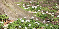 Waldfrieden am Barockpark - Informationen