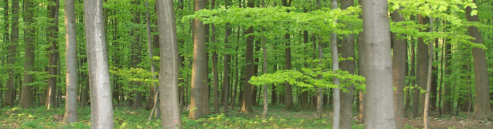 Der Baum