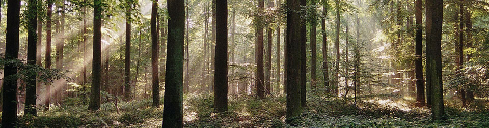 Begraebniswald